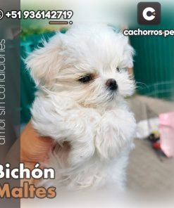 Bichón Maltes