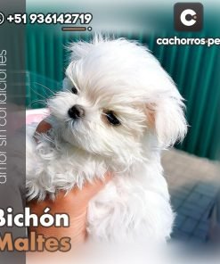 Bichón Maltes