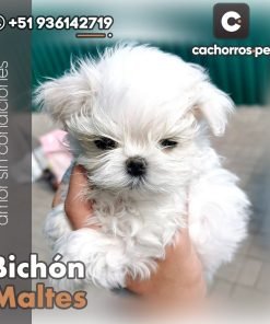 Bichón Maltes