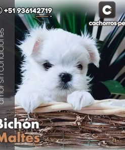Bichón Maltes