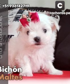 Bichón Maltes